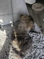 Snickers, a female Cairn Terrier and Pomeranian for sale in Fennville, MI – Photo 2 of 3