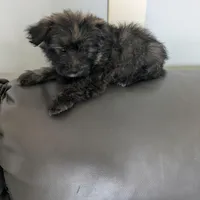 Snickers, a female Cairn Terrier and Pomeranian for sale in Fennville, MI – Photo 2 of 7