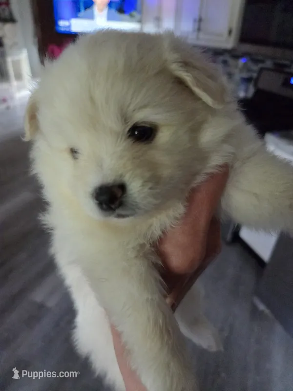 Ivery – Pomeranian puppy for sale in Fennville, MI