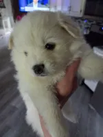 Ivery, a female Pomeranian for sale in Fennville, MI – 1 of 3