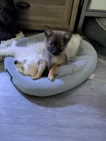 Tater, a male Pomchi for sale in Fennville, MI – Photo 6 of 7