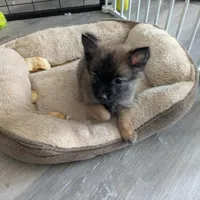 Gizmo, a male Pomchi for sale in Fennville, MI – Photo 1 of 3