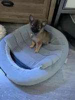 Tater, a male Pomchi for sale in Fennville, MI – Photo 4 of 7