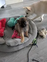 Tater, a male Pomchi for sale in Fennville, MI – Photo 2 of 7