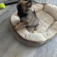 Gizmo, a male Pomchi for sale in Fennville, MI – Photo 3 of 3