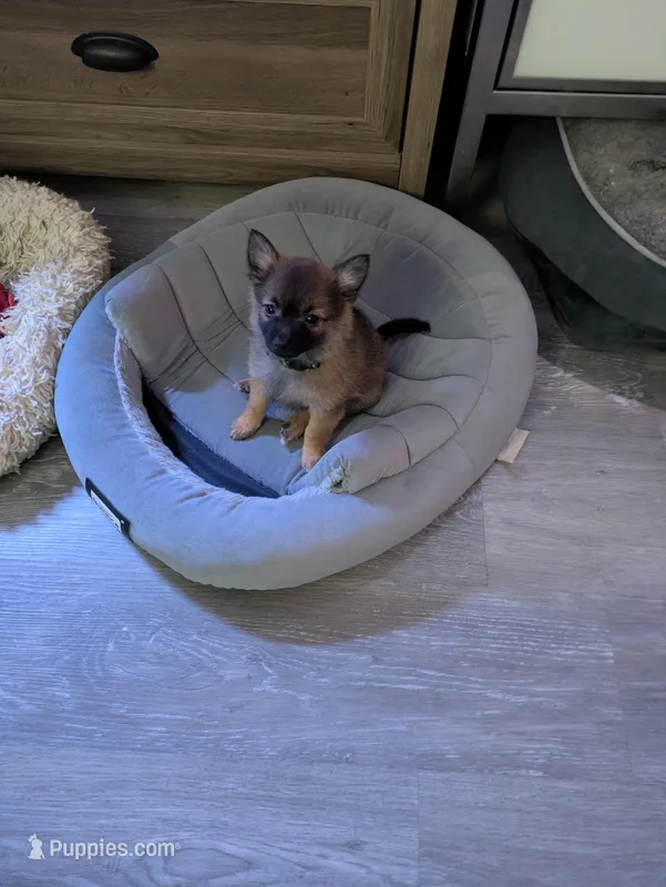 Tater – Pomchi puppy for sale in Fennville, MI