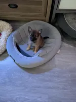 Tater, a male Pomchi for sale in Fennville, MI – Photo 1 of 7