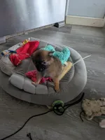 Tater, a male Pomchi for sale in Fennville, MI – Photo 7 of 7