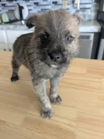 Gizmo, a male Cairn Terrier for sale in Fennville, MI – Photo 2 of 2