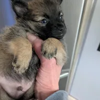 Gizmo, a male Pomchi for sale in Fennville, MI – Photo 2 of 3