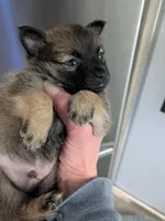 Gizmo, a male Cairn Terrier for sale in Fennville, MI – Photo 1 of 2