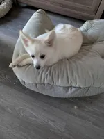 Snowflake, a female Siberian Husky and Pomeranian for sale in Fennville, MI – Photo 6 of 6