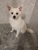 Snowflake, a female Siberian Husky and Pomeranian for sale in Fennville, MI – Photo 2 of 6