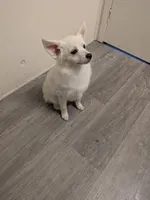 Snowflake, a female Siberian Husky and Pomeranian for sale in Fennville, MI – Photo 4 of 6