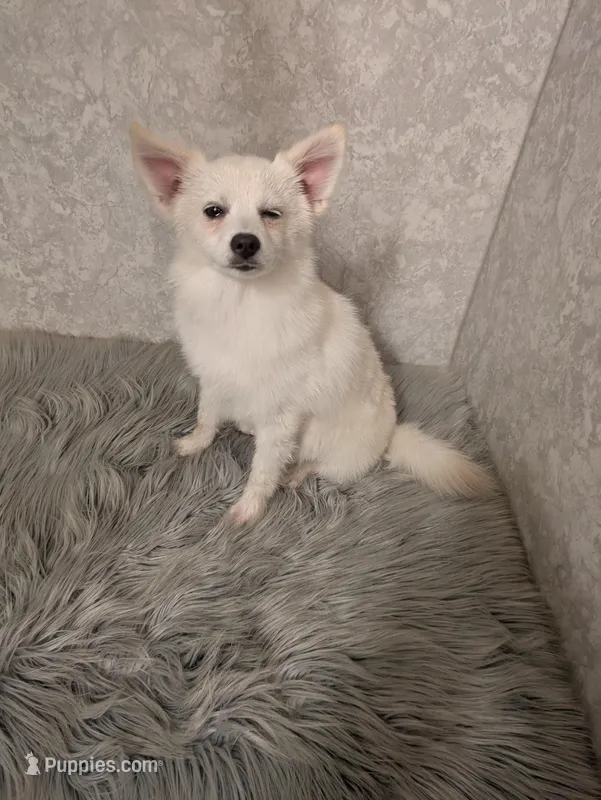 Snowflake – Siberian Husky, Pomeranian puppy for sale in Fennville, MI