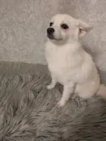 Snowflake, a female Siberian Husky and Pomeranian for sale in Fennville, MI – Photo 5 of 6