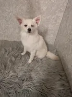 Snowflake, a female Siberian Husky and Pomeranian for sale in Fennville, MI – Photo 3 of 6