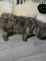 Snickers, a female Cairn Terrier and Pomeranian for sale in Fennville, MI – 3 of 3