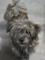 Snickers, a female Cairn Terrier and Pomeranian for sale in Fennville, MI – 2 of 3