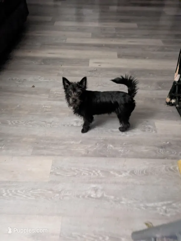 Nova, a female Cairn Terrier for sale in Fennville, MI – Photo 1 of 1