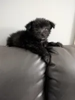 Jade, a male Cairn Terrier for sale in Fennville, MI – Photo 1 of 2