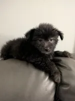 Jade, a male Cairn Terrier for sale in Fennville, MI – Photo 2 of 2