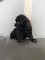 Bear, a male Cairn Terrier for sale in Fennville, MI – Photo 3 of 3