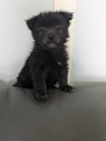 Bear, a male Cairn Terrier for sale in Fennville, MI – Photo 1 of 3