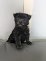 Bear, a male Cairn Terrier for sale in Fennville, MI – Photo 2 of 3