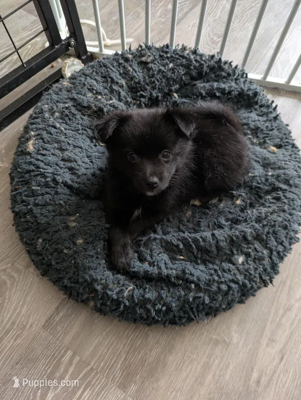 Onyx – Pomchi puppy for sale in Fennville, MI
