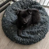 Onyx, a female Pomchi for sale in Fennville, MI – Photo 8 of 8