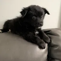 Onyx, a female Pomchi for sale in Fennville, MI – Photo 4 of 8