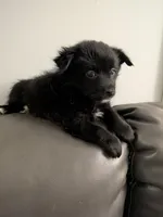 Onyx, a female Cairn Terrier for sale in Fennville, MI – Photo 2 of 2