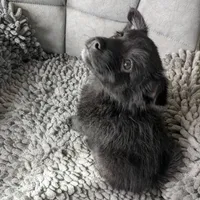 Onyx, a female Pomchi for sale in Fennville, MI – Photo 6 of 8