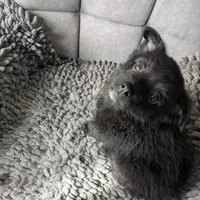 Onyx, a female Pomchi for sale in Fennville, MI – Photo 5 of 8