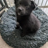 Onyx, a female Pomchi for sale in Fennville, MI – Photo 1 of 8