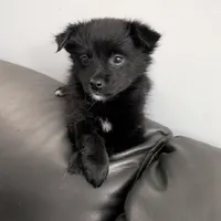 Onyx, a female Pomchi for sale in Fennville, MI – Photo 3 of 8