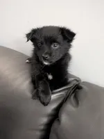 Onyx, a female Cairn Terrier for sale in Fennville, MI – Photo 1 of 2