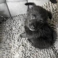 Onyx, a female Pomchi for sale in Fennville, MI – Photo 2 of 8