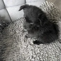 Onyx, a female Pomchi for sale in Fennville, MI – Photo 7 of 8