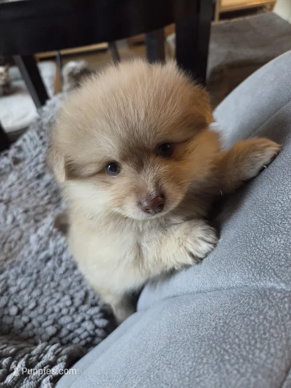 Mocha – Pomeranian puppy for sale in Fennville, MI
