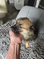 Tater, a male Chihuahua and Pomeranian for sale in Fennville, MI – 5 of 9