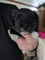 Boots, a male Pomeranian for sale in Fennville, MI – Photo 2 of 3