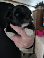 Boots, a male Pomeranian for sale in Fennville, MI – Photo 3 of 3