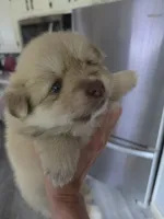 Mocha, a male Pomeranian for sale in Fennville, MI – 2 of 3
