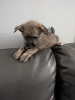 Scruffy, a male Cairn Terrier for sale in Fennville, MI – Photo 4 of 4