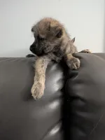 Scruffy, a male Cairn Terrier for sale in Fennville, MI – Photo 3 of 4