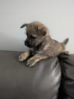 Scruffy, a male Cairn Terrier for sale in Fennville, MI – Photo 1 of 4