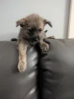 Scruffy, a male Cairn Terrier for sale in Fennville, MI – Photo 2 of 4