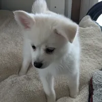 Snowflake, a female Pomsky for sale in Fennville, MI – Photo 5 of 7